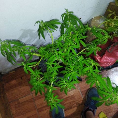 Mosca Haze growlog timeline photo