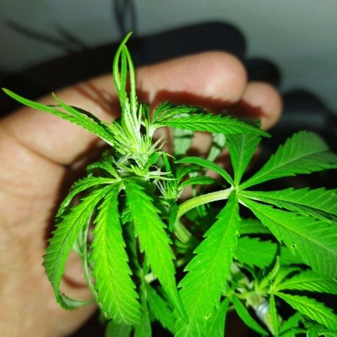 Mosca Haze growlog timeline photo