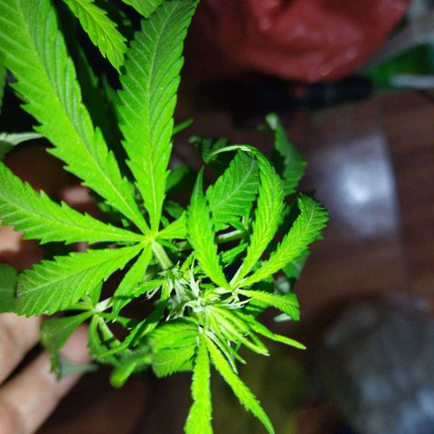 Mosca Haze growlog timeline photo