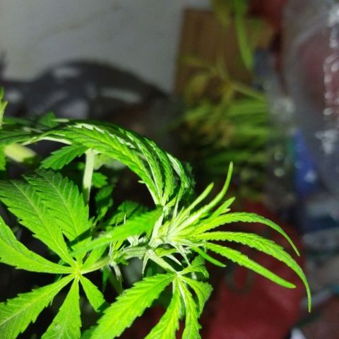 Mosca Haze growlog timeline photo