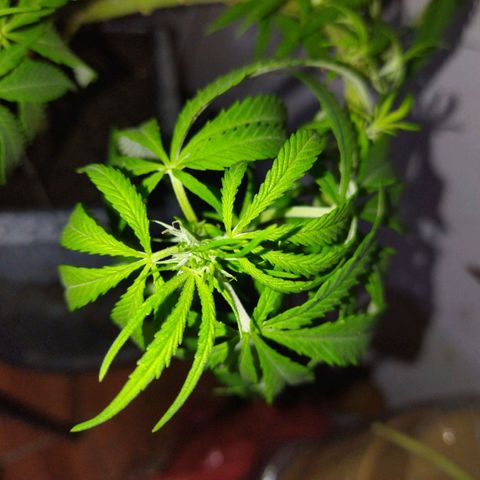 Mosca Haze growlog timeline photo