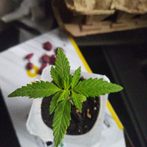 Monster Yeti  growlog timeline photo