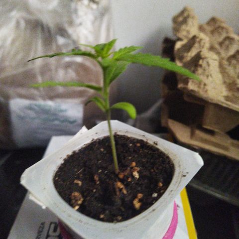 Monster Yeti  growlog timeline photo