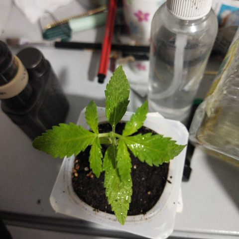 Monster Yeti  growlog timeline photo