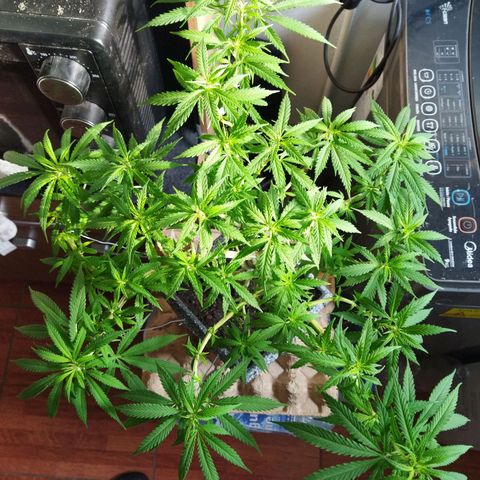 Mosca Haze growlog timeline photo