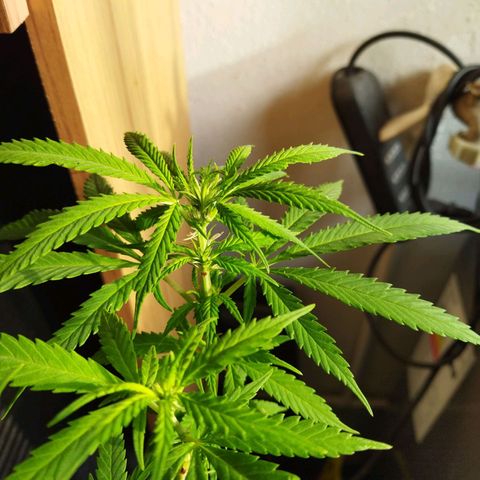 Mosca Haze growlog timeline photo