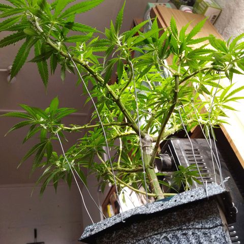 Mosca Haze growlog timeline photo