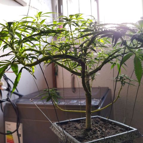 Mosca Haze growlog timeline photo