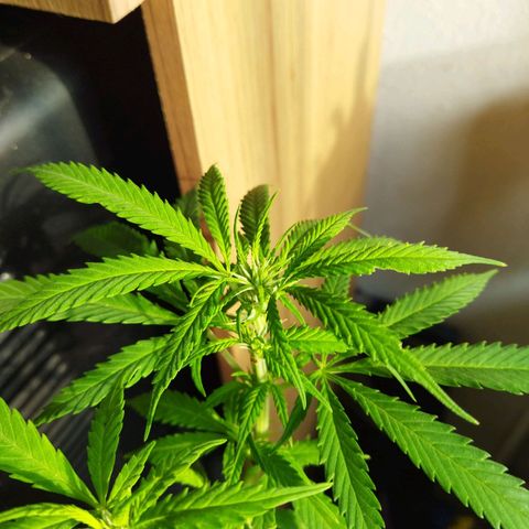 Mosca Haze growlog timeline photo