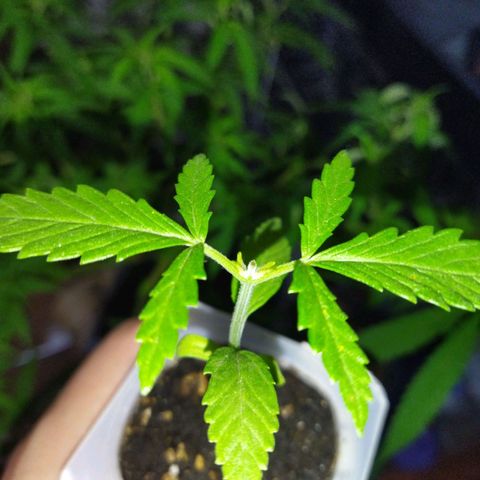 Monster Yeti  growlog timeline photo