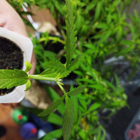 Monster Yeti  growlog timeline photo