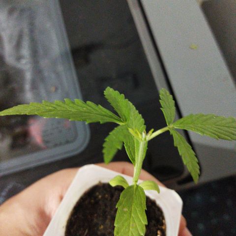Monster Yeti  growlog timeline photo