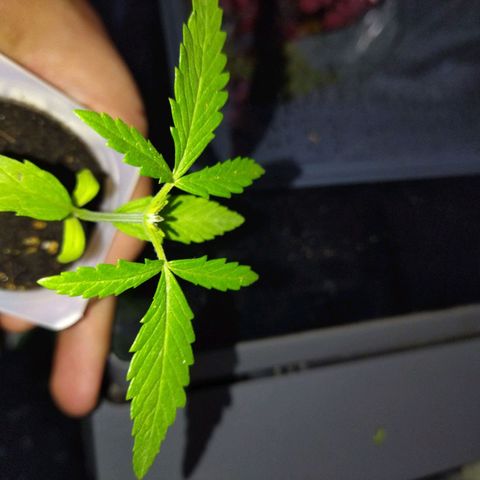 Monster Yeti  growlog timeline photo