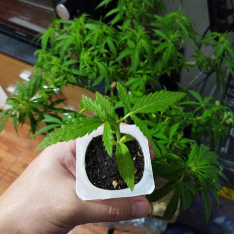 Monster Yeti  growlog timeline photo