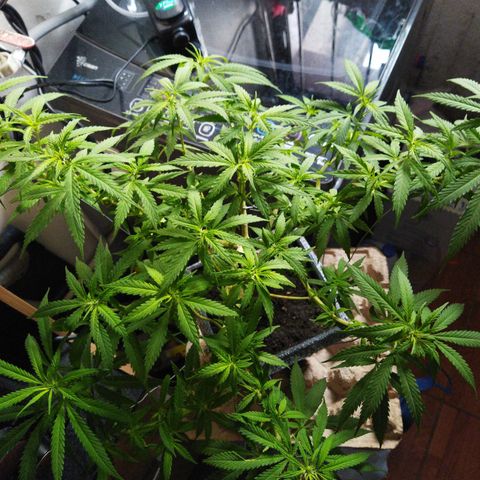 Mosca Haze growlog timeline photo