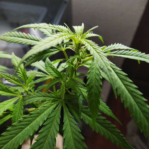 Mosca Haze growlog timeline photo