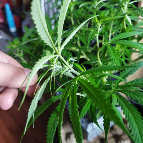 Mosca Haze growlog timeline photo