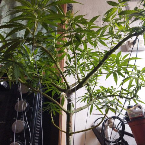 Mosca Haze growlog timeline photo