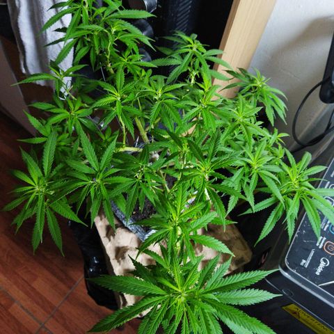 Mosca Haze growlog timeline photo