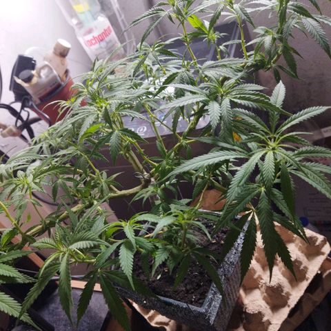 Mosca Haze growlog timeline photo