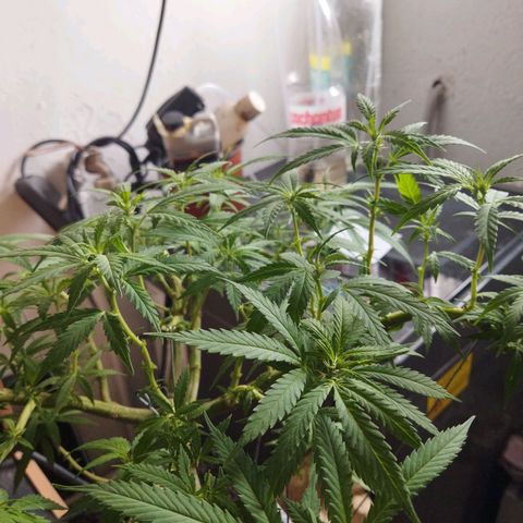 Mosca Haze growlog timeline photo