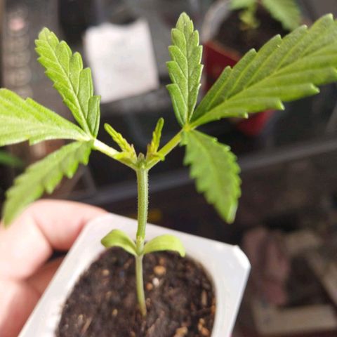 Monster Yeti  growlog timeline photo