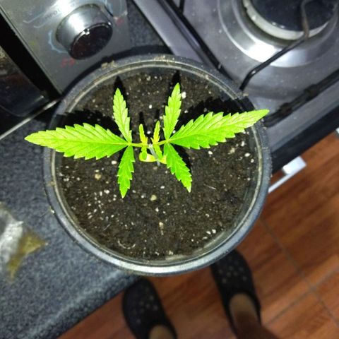 Monster Yeti  growlog timeline photo