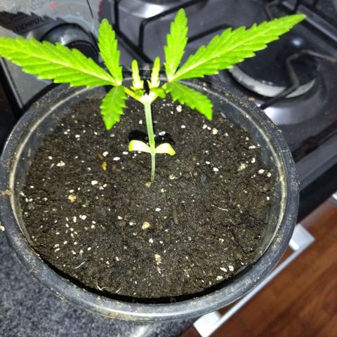Monster Yeti  growlog timeline photo