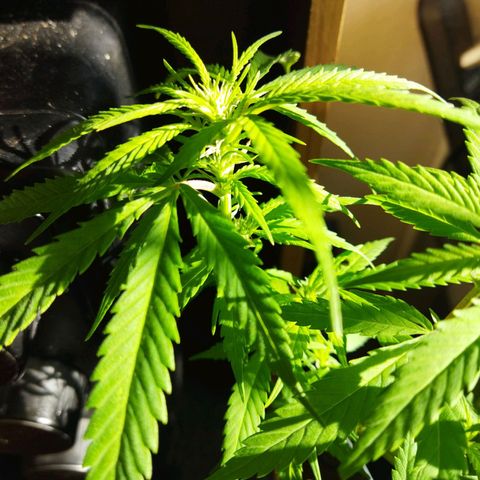 Mosca Haze growlog timeline photo