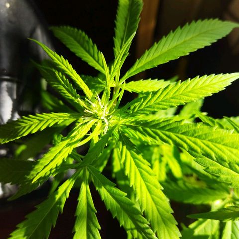 Mosca Haze growlog timeline photo