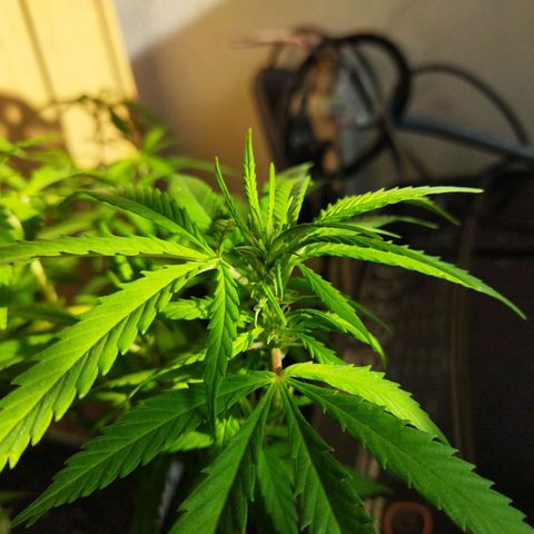 Mosca Haze growlog timeline photo
