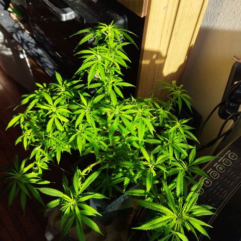 Mosca Haze growlog timeline photo