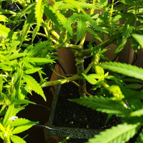 Mosca Haze growlog timeline photo