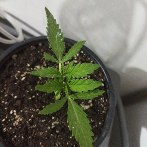 Monster Yeti  growlog timeline photo