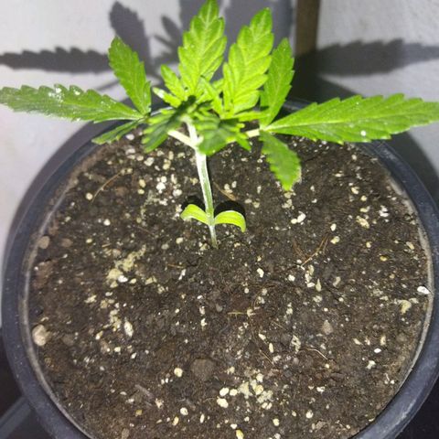 Monster Yeti  growlog timeline photo