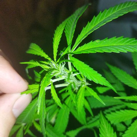 Mosca Haze growlog timeline photo