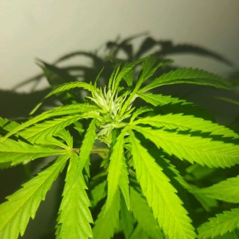 Mosca Haze growlog timeline photo