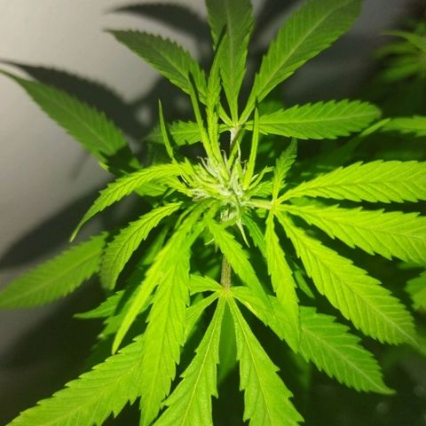 Mosca Haze growlog timeline photo