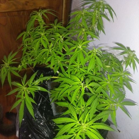Mosca Haze growlog timeline photo