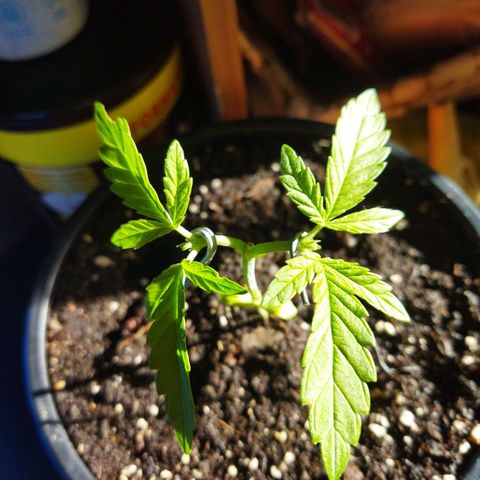 Monster Yeti  growlog timeline photo