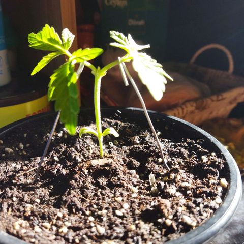 Monster Yeti  growlog timeline photo