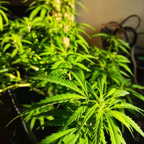 Mosca Haze growlog timeline photo