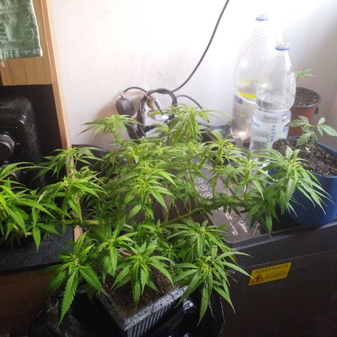 Mosca Haze growlog timeline photo