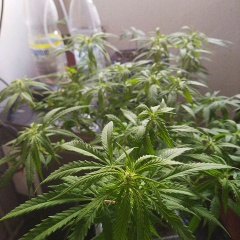 Mosca Haze growlog timeline photo