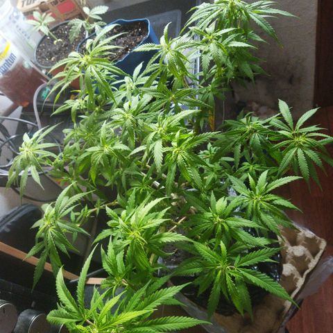 Mosca Haze growlog timeline photo