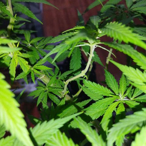 Mosca Haze growlog timeline photo
