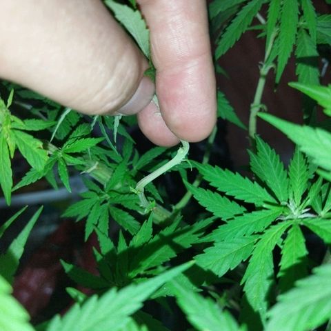 Mosca Haze growlog timeline photo