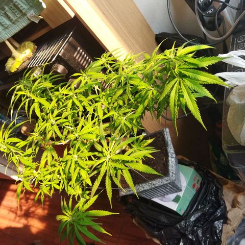 Mosca Haze growlog timeline photo