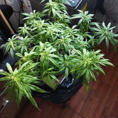 Mosca Haze growlog timeline photo