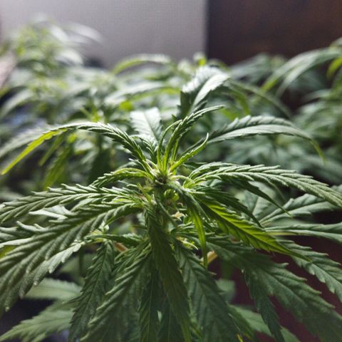 Mosca Haze growlog timeline photo
